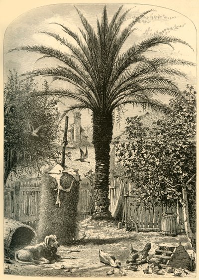 Scena a St. Augustine - La palma da dattero da John J. Harley