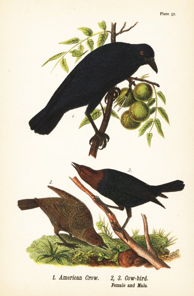 Corvo americano, Corvus brachyrhynchos 1, e vaccaro testabruna, Molothrus ater, femmina 2, e maschio 3 da John James (after) Audubon