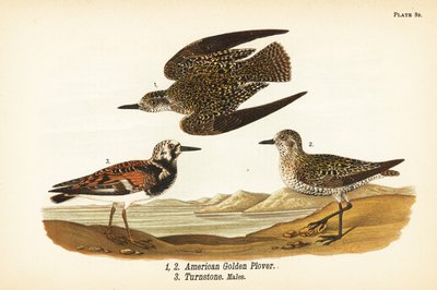 Piviere dorato americano, Pluvialis dominica 1,2, e voltapietre, Arenaria interpres 3 da John James (after) Audubon