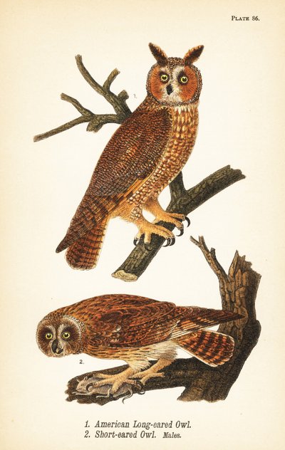 Gufo americano dalle orecchie lunghe, Asio otus 1, e gufo dalle orecchie corte con preda, Asio flammeus 2, maschi da John James (after) Audubon