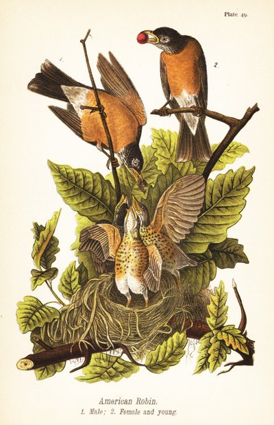Pettirosso americano, Turdus migratorius, maschio 1, femmina 2 e giovani nel nido da John James (after) Audubon