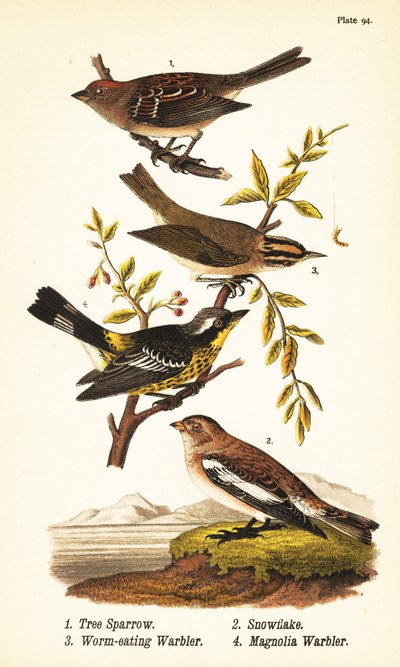 Passero americano, Spizelloides arborea, passero delle nevi, Plectrophenax nivalis, parula mangiaverme, Helmitheros vermivorum, e parula magnolia, Setophaga magnolia da John James (after) Audubon