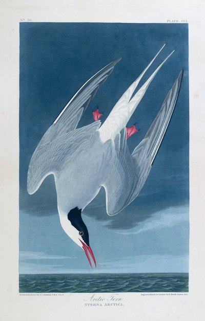Sterna artica, uccelli d