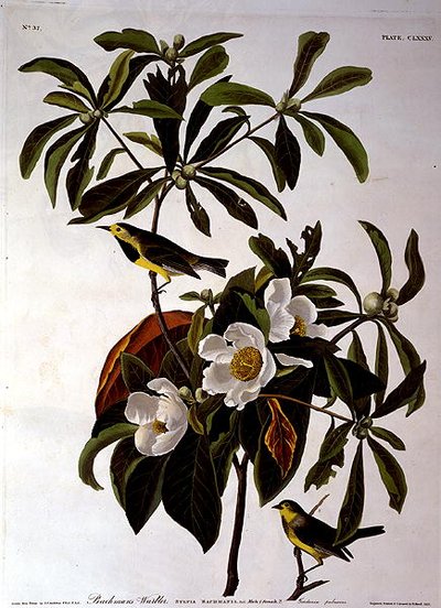 Parula di Bachman, da 