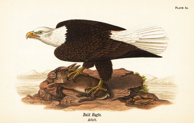 Aquila calva, Haliaeetus leucocephalus, adulto con preda di coniglio da John James (after) Audubon