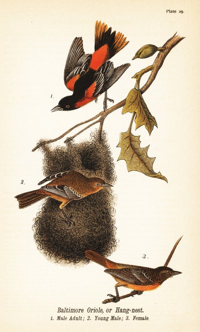 Icterus galbula da John James (after) Audubon