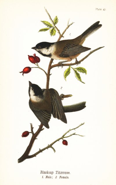 Cincia dal cappuccio nero, Poecile atricapillus da John James (after) Audubon
