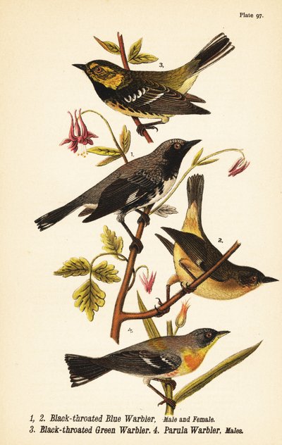Parula blu dalla gola nera, Setophaga caerulescens, parula verde dalla gola nera, Setophaga virens e parula del nord, Setophaga americana da John James (after) Audubon