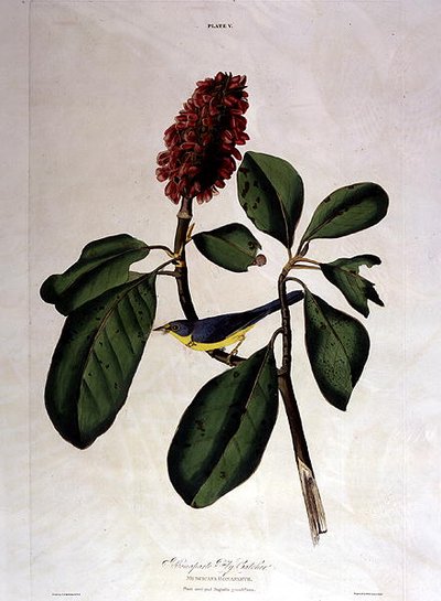 Bonaparte Fly Catcher, da 