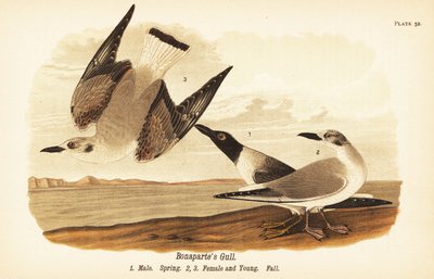 Gabbiano di Bonaparte, Chroicocephalus philadelphia, maschio in primavera 1, femmina 2 e giovane 3 in piumaggio autunnale da John James (after) Audubon