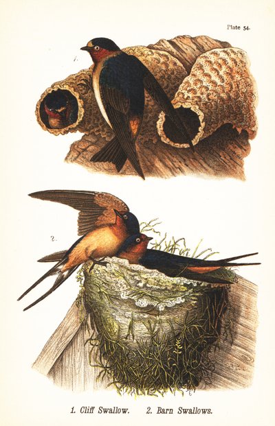Rondine delle scogliere, Petrochelidon pyrrhonota 1, e rondine comune, Hirundo rustica 2 da John James (after) Audubon