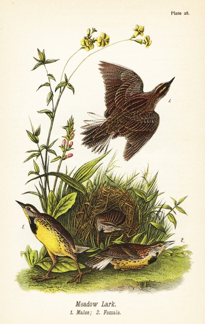 Allodola orientale, Sturnella magna da John James (after) Audubon