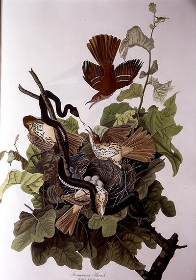 Tordo ferruginoso, da 