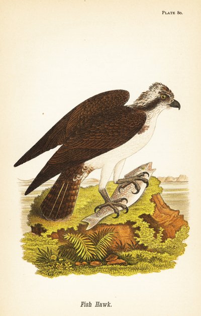 Falco pescatore, Pandion haliaetus da John James (after) Audubon