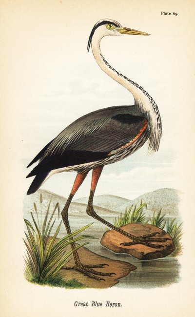 Airone azzurro maggiore, Ardea herodias da John James (after) Audubon