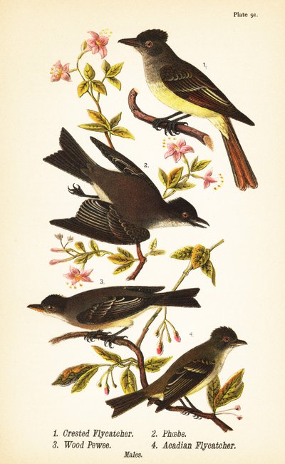 Tiranide crestato, Myiarchus crinitus 1, pigliamosche orientale, Sayornis phoebe 2, pigliamosche dei boschi orientale, Contopus virens 3, e pigliamosche dell