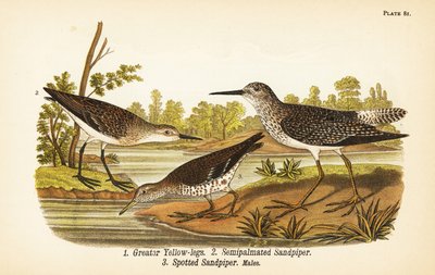 Piro-piro maggiore, Tringa melanoleuca, piro-piro semipalmato, Calidris pusilla, e piro-piro macchiato, Actitis macularius da John James (after) Audubon