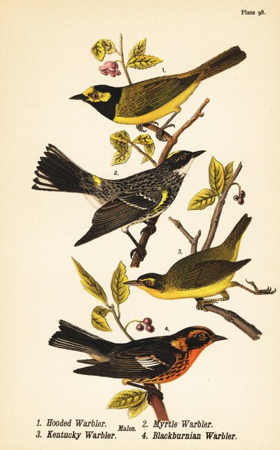 Parula incappucciata, Setophaga citrina, parula dal groppone giallo, Setophaga coronata, parula del Kentucky, Geothlypis formosa e parula di Blackburn, Setophaga fusca da John James (after) Audubon