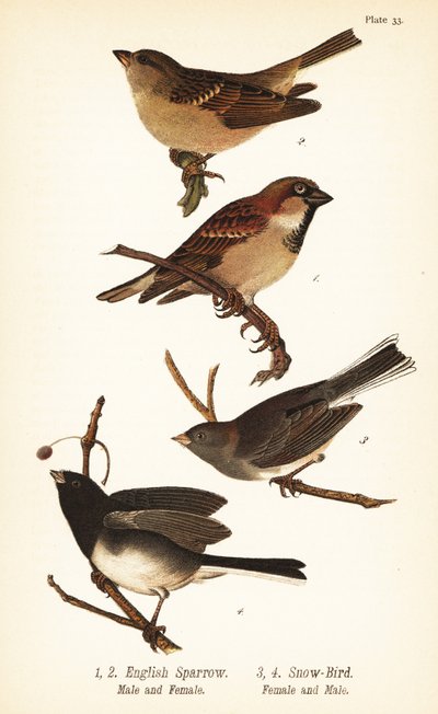 Passero domestico, Passer domesticus, e junco dagli occhi scuri, Junco hyemalis da John James (after) Audubon
