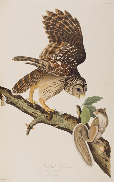 Illustrazione da 