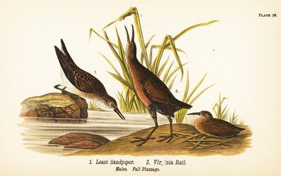 Piro-piro minuto, Calidris minutilla e Rallo della Virginia, Rallus limicola da John James (after) Audubon