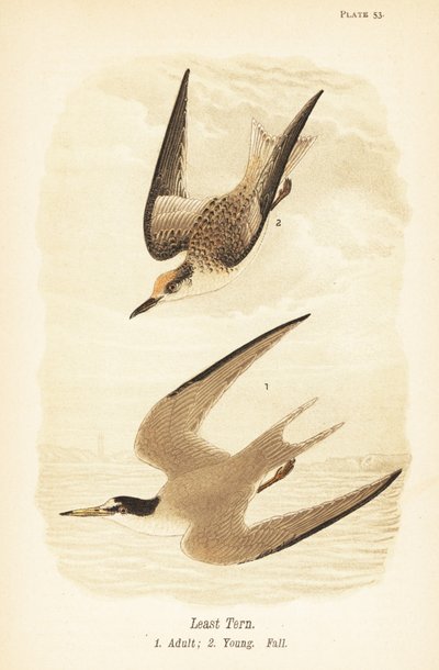 Sterna antillana, Sternula antillarum, adulto 1, giovane, piumaggio autunnale 2 da John James (after) Audubon