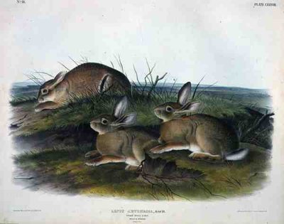Lepus Artemesia (Lepre di Assenzio), tavola 88 da 