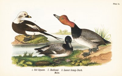Moretta codona, Clangula hyemalis 1, moretta americana, Aythya americana 2, e moretta minore, Aythya affinis 3 da John James (after) Audubon