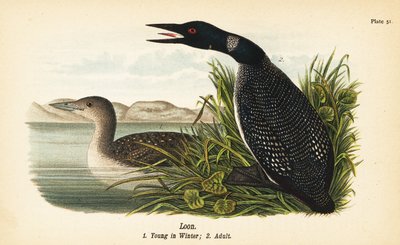Strolaga maggiore, giovane in inverno e adulto da John James (after) Audubon