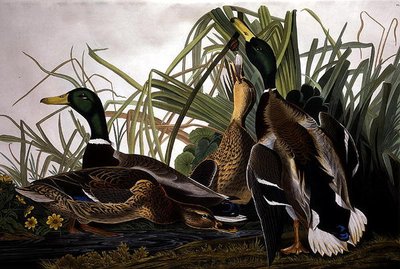 Anatra Mallard, da 