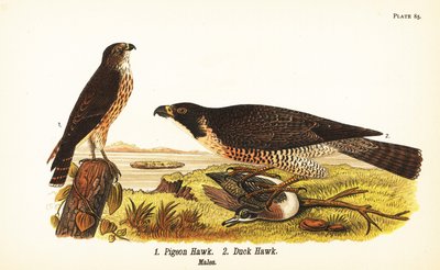 Falco columbarius e falco pellegrino con anatra, Falco peregrinus da John James (after) Audubon