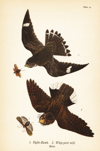 Nottola minore e succiacapre orientale, maschi da John James (after) Audubon