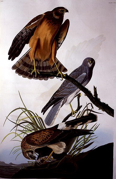 Falco di palude, da 