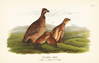 Colino della Virginia, Colinus virginianus da John James (after) Audubon