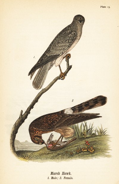 Albanella reale, Circus hudsonius da John James (after) Audubon