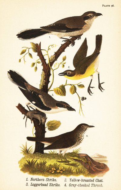 Averla settentrionale, Lanius borealis 1, chiacchierone dal petto giallo, Icteria virens 2, averla capogrosso, Lanius ludovicianus da John James (after) Audubon