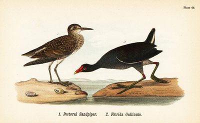 Piro piro pettorale, Calidris melanotos 1, e gallinella d