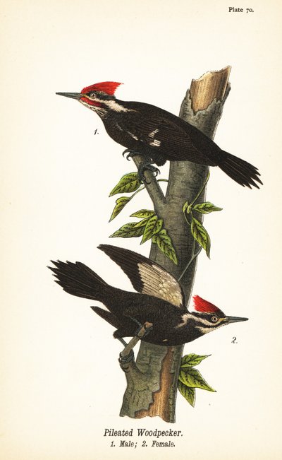 Picchio pileato, Dryocopus pileatus, maschio 1, femmina 2 da John James (after) Audubon