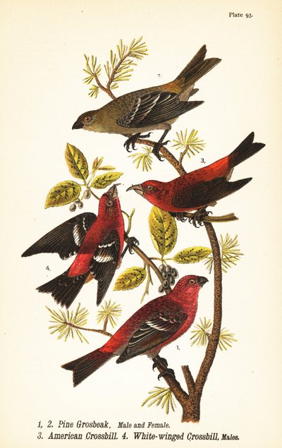 Ciuffolotto delle pinete, Pinicola enucleator, maschio 1, femmina 2, crociere americano o crociere rosso, Loxia curvirostra 3, crociere delle pinete, Loxia leucoptera 4, maschi da John James (after) Audubon