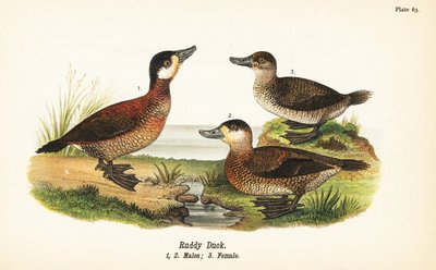 Oxyura jamaicensis, maschi e femmina da John James (after) Audubon