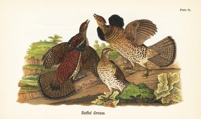 Fagiano di monte da John James (after) Audubon