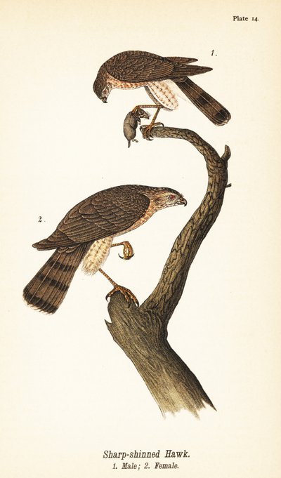 Sparviero zampe corte, Accipiter striatus, maschio con preda 1, femmina 2 da John James (after) Audubon