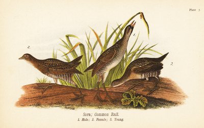 Porzana carolina, maschio 1, femmina 2, giovane 3 da John James (after) Audubon