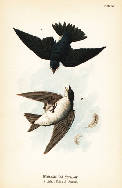 Rondine arboricola, Tachycineta bicolor da John James (after) Audubon