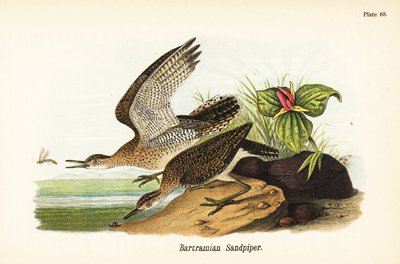 Piviere dorato da John James (after) Audubon