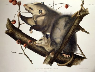 Opossum della Virginia, da 