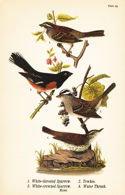 Passero dalla gola bianca, Zonotrichia albicollis, towhee orientale, Pipilo erythrophthalmus, passero dalla corona bianca, Zonotrichia leucophrys, e parula del nord, Parkesia noveboracensis da John James (after) Audubon