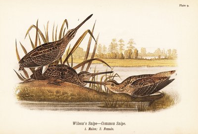 Beccaccino di Wilson o beccaccino comune, Gallinago delicata, maschi 1, femmina 2 da John James (after) Audubon