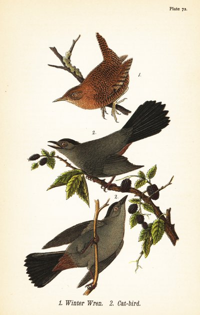 Scricciolo invernale, Troglodytes hiemalis 1, e tordo grigio, Dumetella carolinensis 2 da John James (after) Audubon