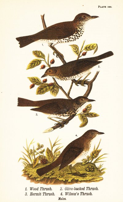 Tordo dei boschi, Hylocichia mustelina 1, tordo di Swainson, Catharus ustulatus 2, tordo olivastro o tordo eremita, Catharus guttatus 3, e tordo fulvo o tordo di Wilson, Catharus fuscescens 4 da John James (after) Audubon